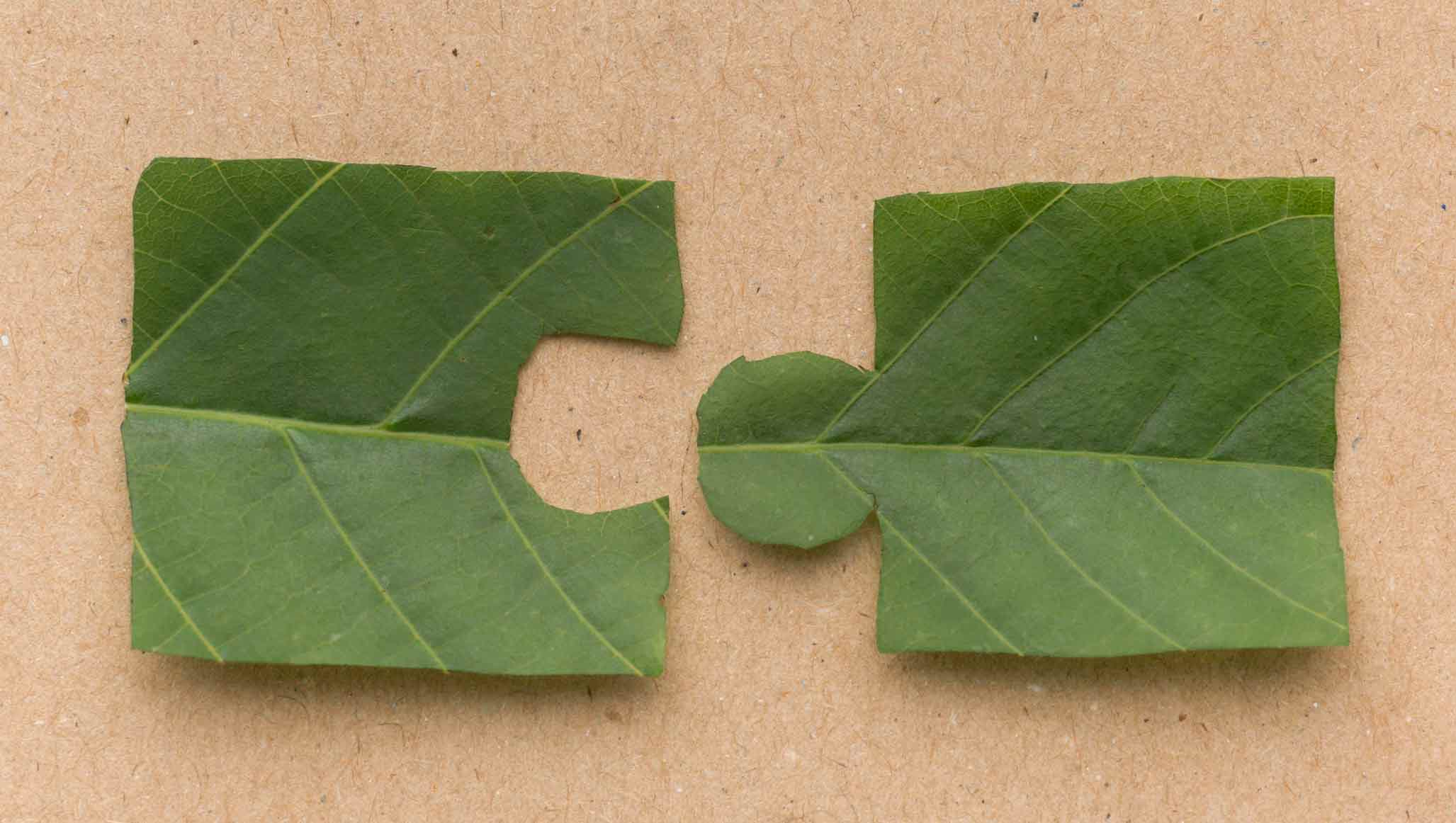 Branding sostenible vs branding verde. Piezas de puzzle hechas con hojas vegetales recortadas
